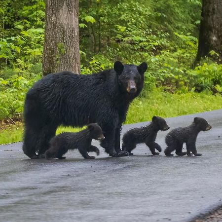 Time To Cuddle, Wifi, Near Pigeon Forge, 1089 Free Tickets Each Paid Day, Dollywood And More Εξωτερικό φωτογραφία