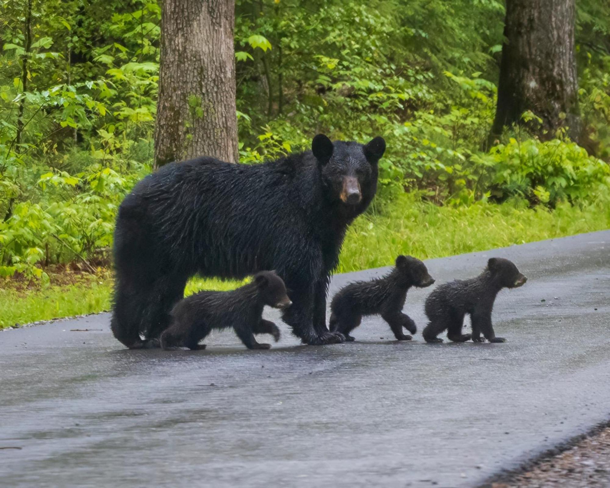Time To Cuddle, Wifi, Near Pigeon Forge, 1089 Free Tickets Each Paid Day, Dollywood And More Εξωτερικό φωτογραφία